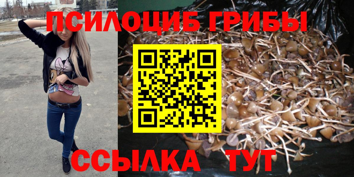 купить наркотик  Псилоцибиновые грибы GOLDEN TEACHER  Вход с VPN  Моздок 